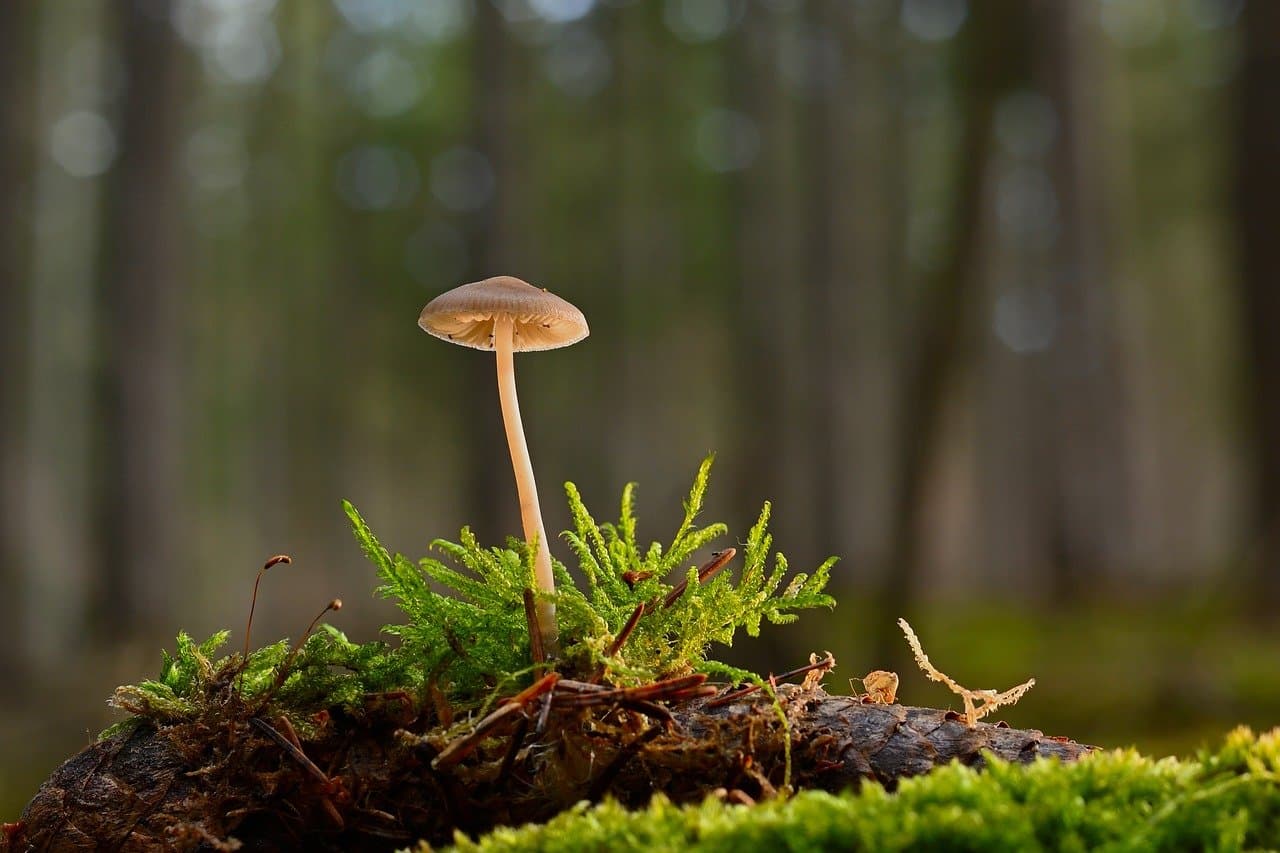 L'importance de la gestion durable des forêts