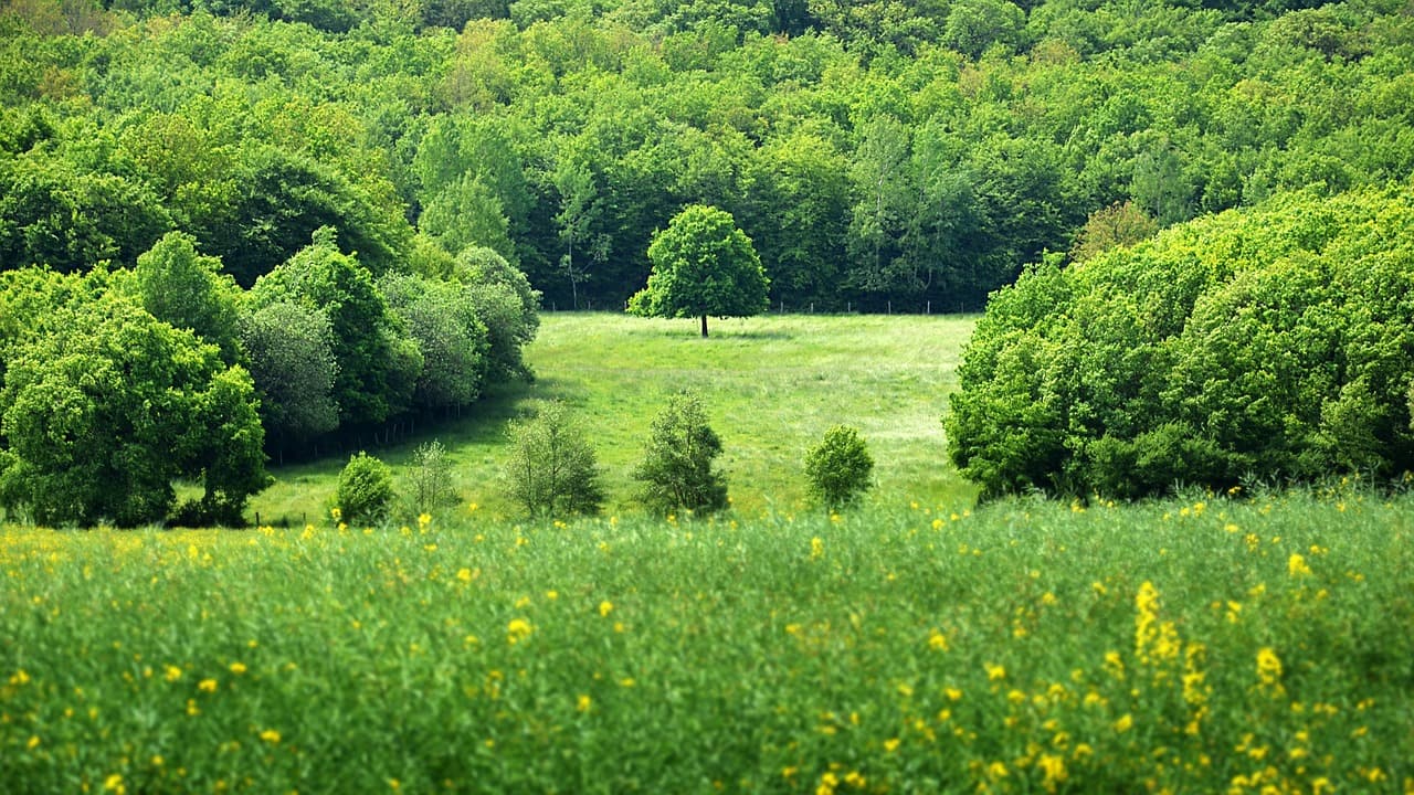 Reboisement et restauration écologique